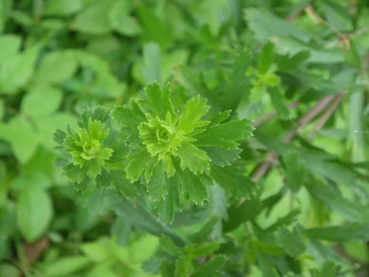 药膳|屏南传统药膳食谱集锦之牡蒿香兔，你都了解吗