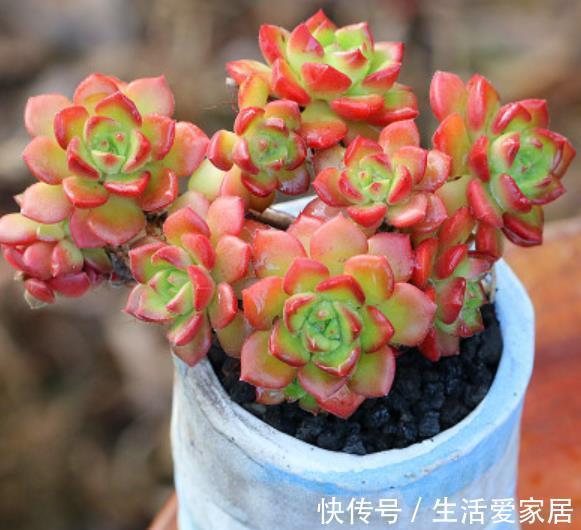 多肉植物|想要多肉快速长成老桩，教你一个小技巧，茎秆粗壮，新手也会养