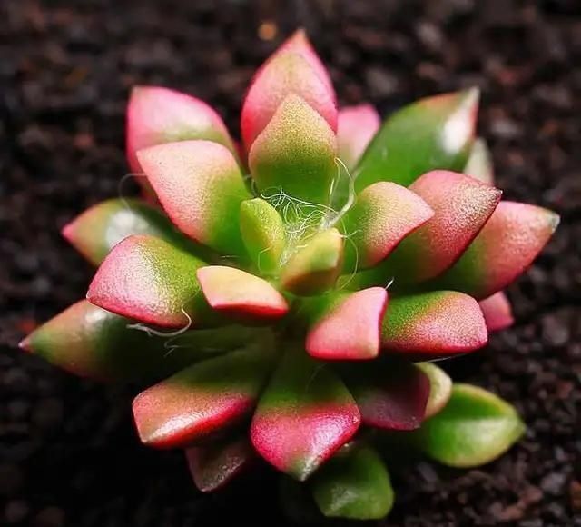 植株|这几种奶萌奶萌的治愈系小巧多肉,你家里有吗