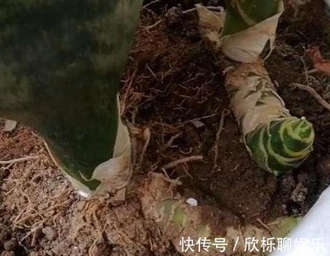 花农的张姨说,此”花“比绿萝、吊兰好看又好养,净化空气没得说