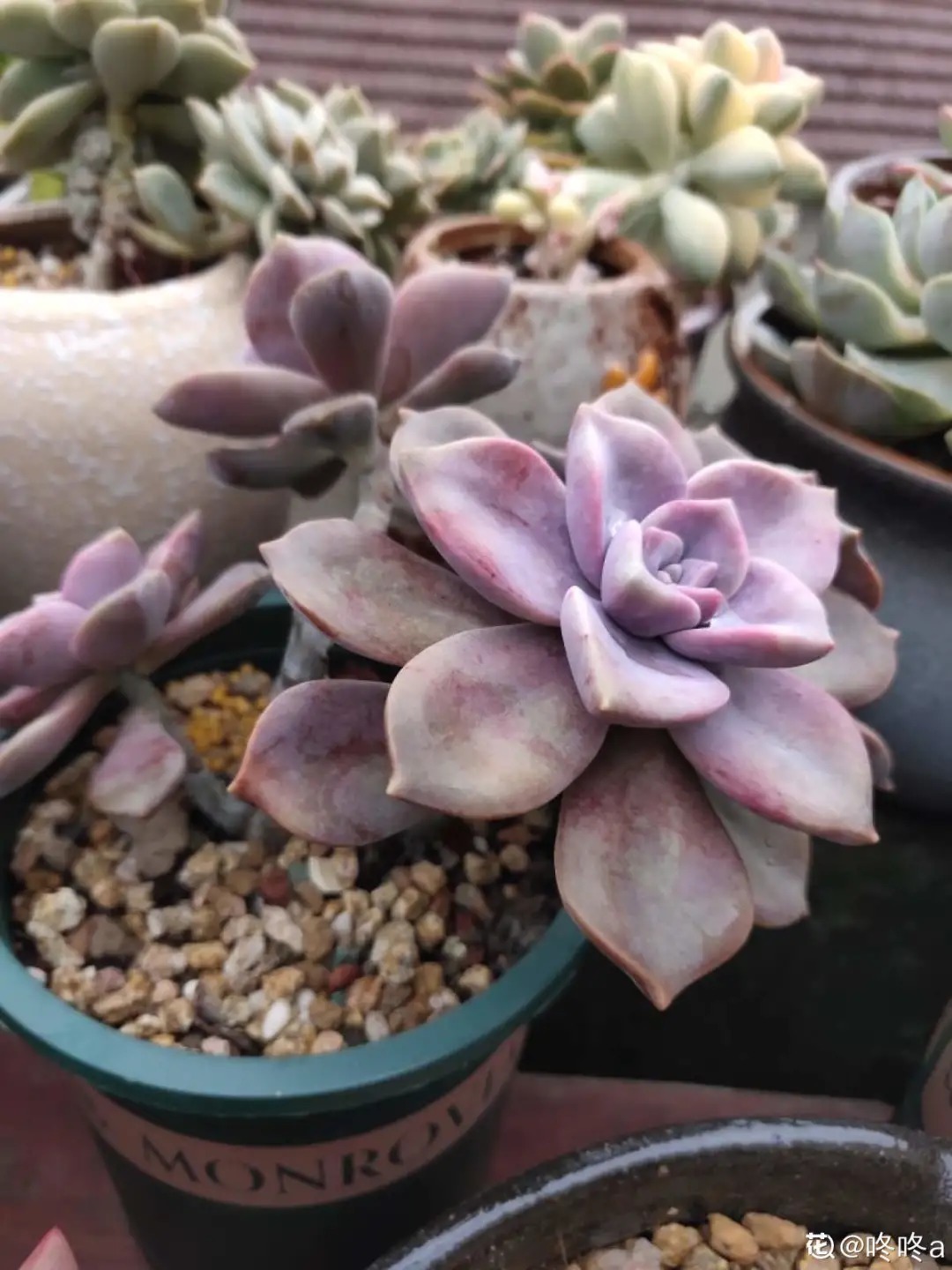 橙梦露|自从养了这8种多肉,我就没出过门,太“毒”了