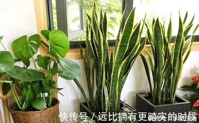 新叶|3种“大气花”越热越长个,新叶呼呼窜,室内百搭花,越长越高雅