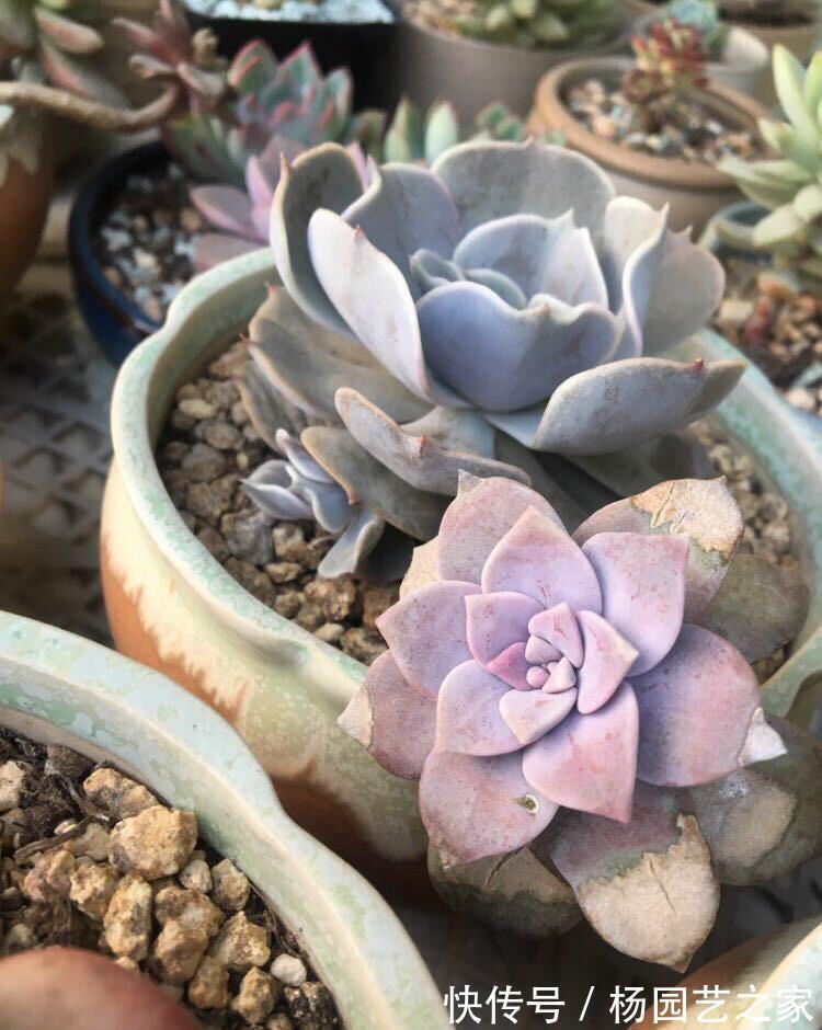 多肉晒太阳不是你想晒就晒的,你看看这些多肉就知道了