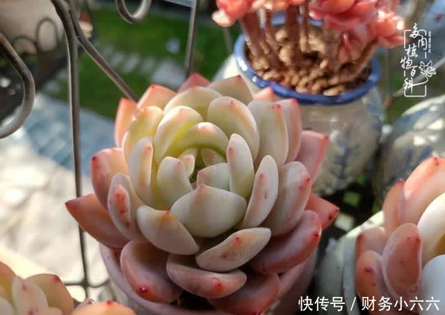 揭秘:那些干净又温暖的多肉照片从哪里来?