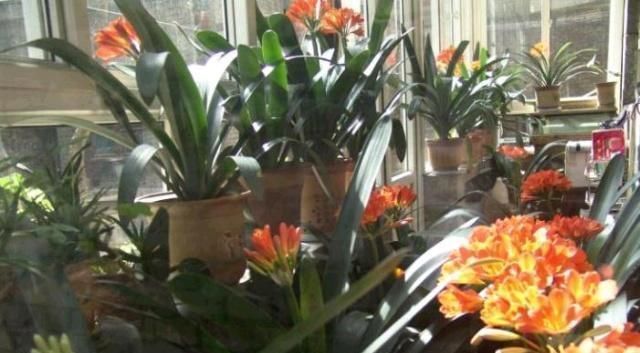 君子兰|王大姐养君子兰，“插”个叶到土里，一盆成10盆，每盆开花都美爆