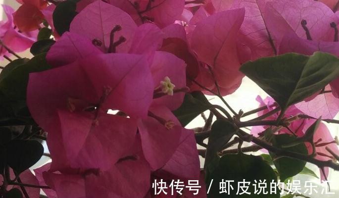 三角梅开花少，花色淡都是3个方面造成的，你做对了吗