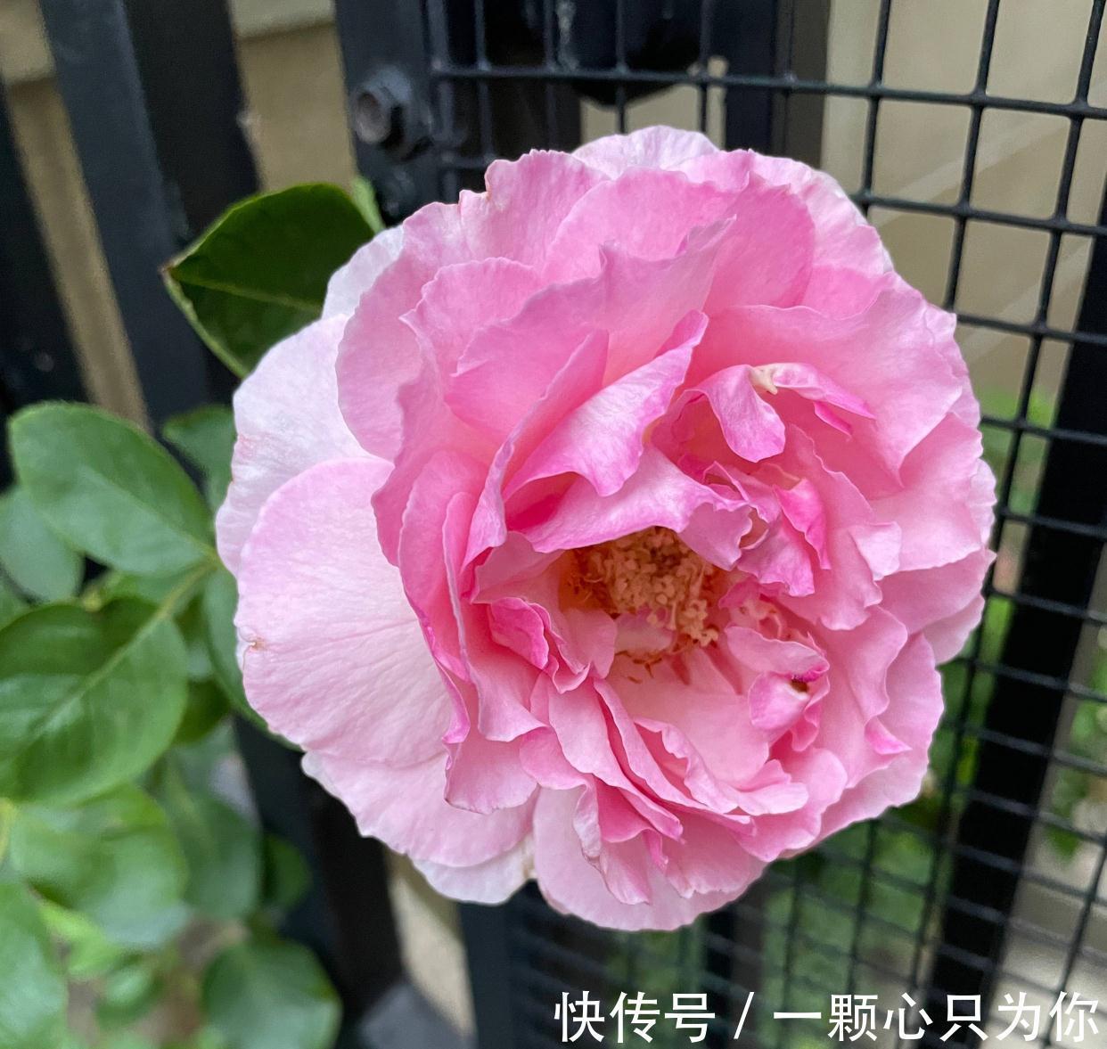 盆栽月季如何修剪？记住2点，更勤花，花型标准又漂亮