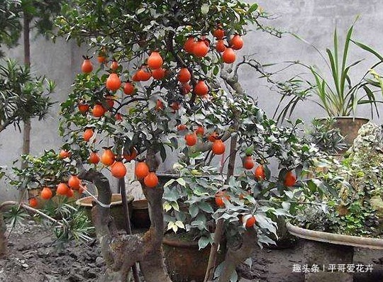 什么绿萝、发财树都不如“2种树”，养人又旺财，1-2年成盆景