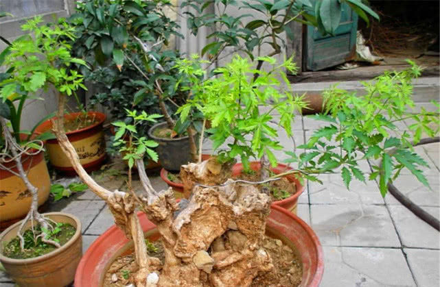 田埂|老农当柴烧的田埂“黄荆桩”,游客花50元买下,做成盆景真美