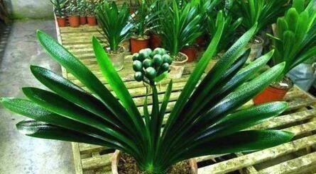 浇花就用“1种水”，啥花都能用，比黄豆水、淘米水强100倍，养根