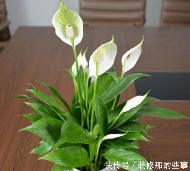 春节期间不能错过的4种招财花，花开就爆盆，漂亮又好养！