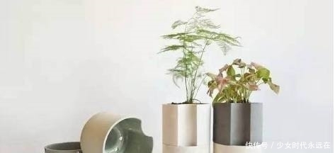 花卉|室内养护花卉的3个浇水原则,学会了再也不怕把花浇死了