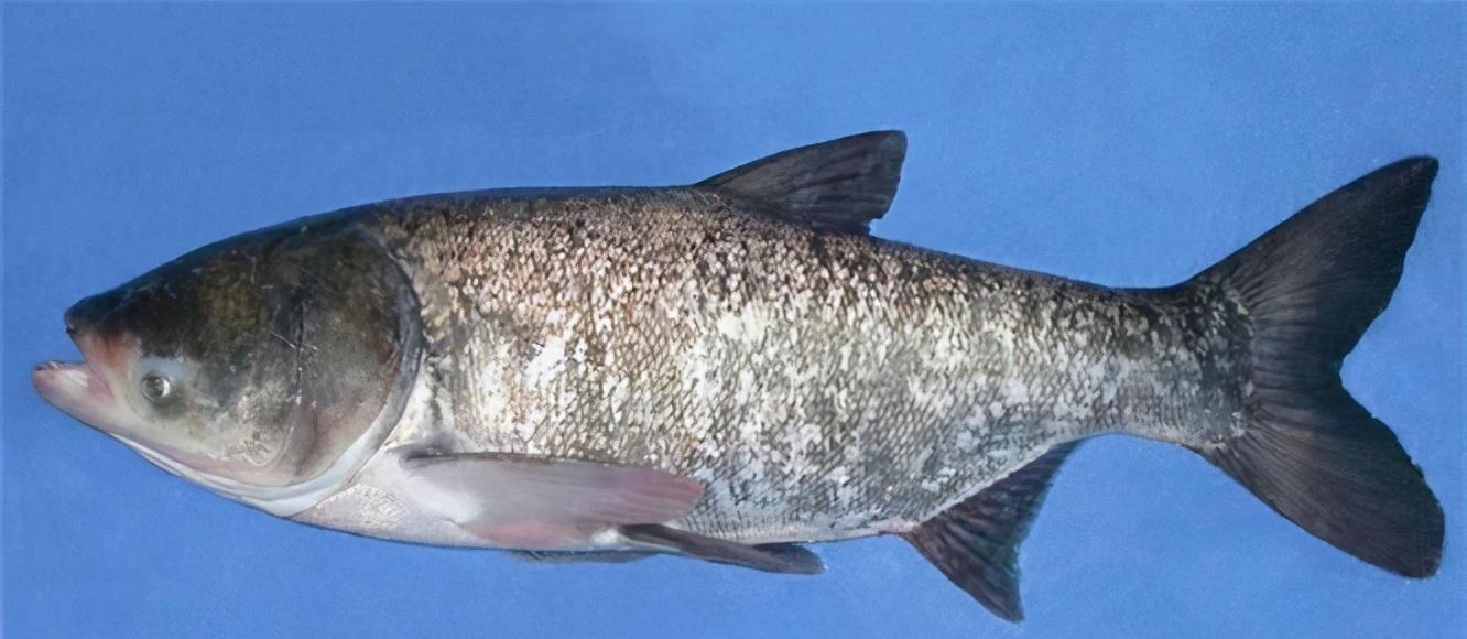 女性|女性爱美要多吃3种食物,排毒消脂,美容护肤、延缓衰老