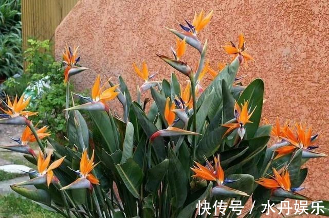 百花姐姐|5种花，再喜欢也别搬去“晒太阳”，不然半天就“黄叶”！