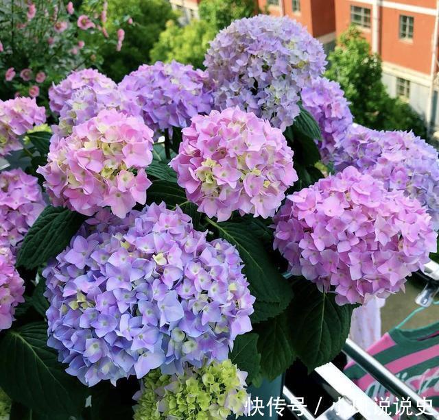 女人的阳台，别缺5种花，好养爱爆盆，一盆千百朵，枝头花苞满