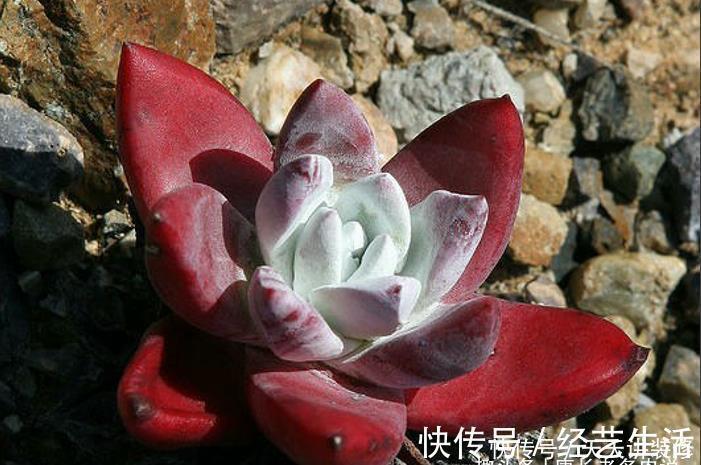 养多肉我一般不建议施肥,但这种多肉适当地施肥却可以养得更好