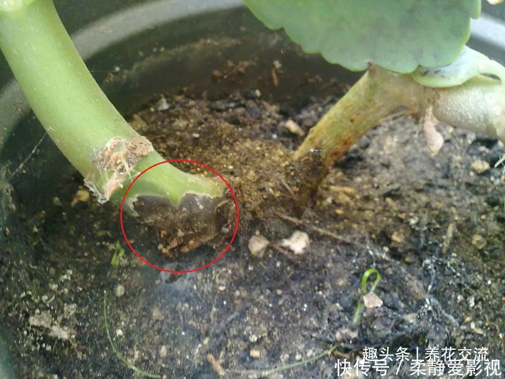 秋海棠盆栽养护问题解答,病虫害防护,不开花和新芽脱落解决方案