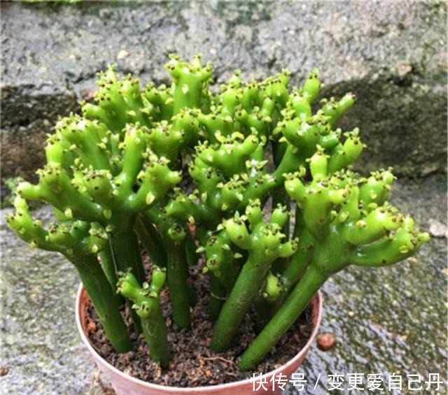 客厅和阳台,别养4种花,作为“毒花”的它们,对健康不利!