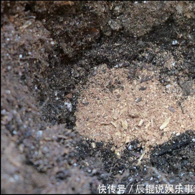 松针土|6种“垃圾”不要扔,拿来养花效果棒,省下一笔钱,废物又利用
