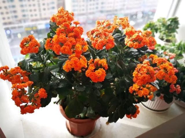 家里养盆虎皮兰,小花盆、挤着养,疯狂开花爆小崽!