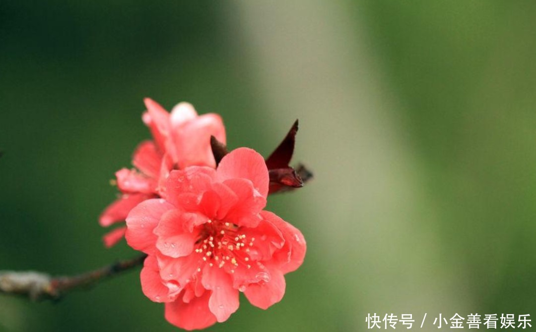 【诗词鉴赏】阳春三月,春日方好,不如在诗词里一起拥抱春天!