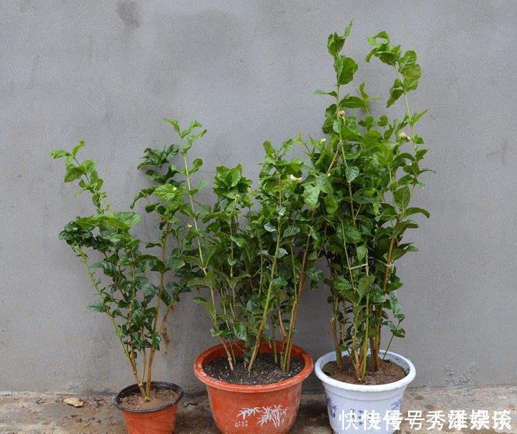 养茉莉花,盆里放几粒“小东西”,花儿怒放、芳香,一年开花不断