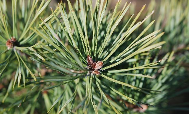 花卉换盆换土,记得这一步,没了黄叶烂根!
