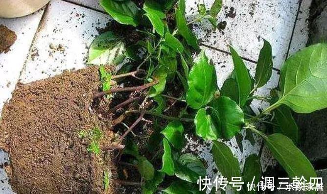 嫁接|碰到这4种花再漂亮也别买，因为花钱买回来只会给自己“添堵”