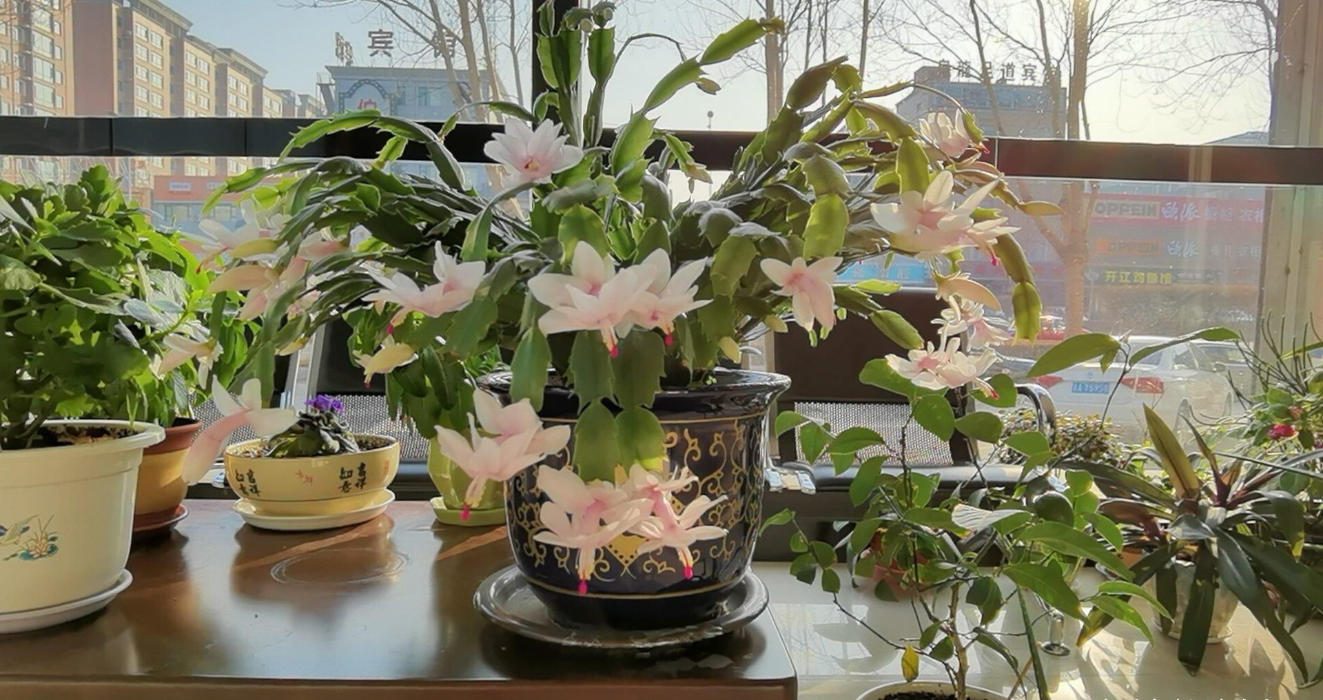 养花在“精”不在多，试试这“三种花”，入春开出一片花海