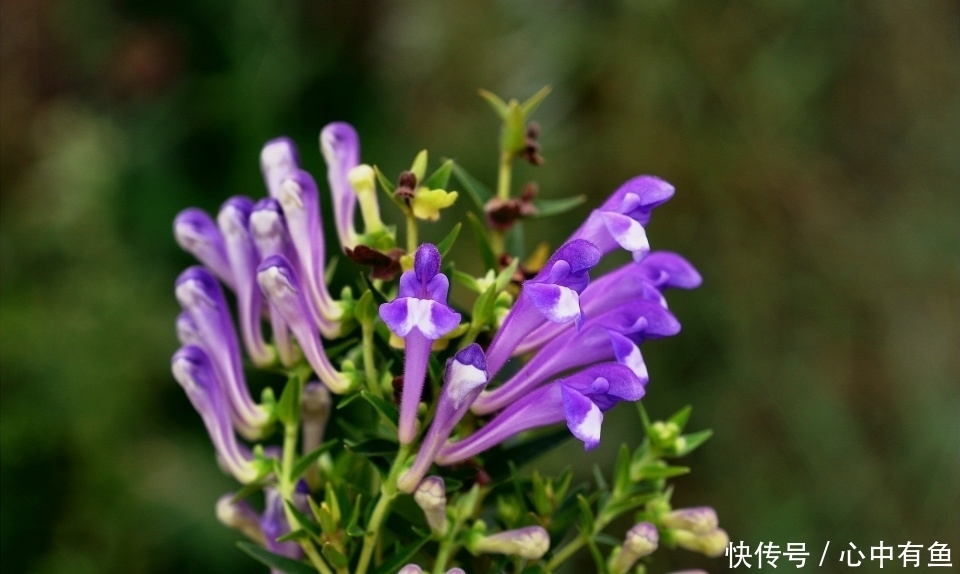 农村一种“苦草”,曾是李时珍的救命药,与黄连齐名,止咳有奇效
