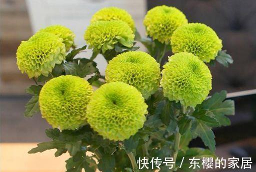 花卉|大暑过后选这几款花,经常爆盆的花卉,开花不断,看了就让人沉醉