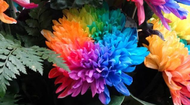 喜欢菊花,不如养盆优良名菊“七彩菊”似七彩祥云,飘舞绚丽