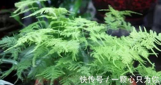家里的文竹此样做,1盆轻松变10盆,枝叶繁茂观赏性高