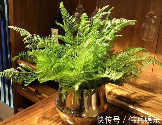 3种花被称为“守护神”，养2盆在家，能净化空气，观赏价值高！