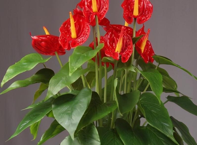 3盆花很怕冷,入冬后养室内,做好保暖很重要,别大意了