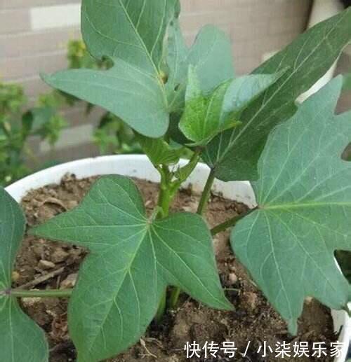 采摘|3种吃剩的“菜杆子”,丢土里,长成一片“绿萝”,3天采摘一大盆