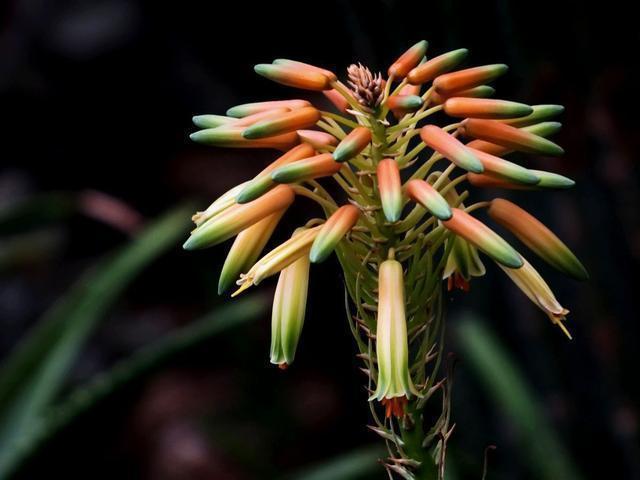 吴大妈养花有诀窍,家里虎皮兰、芦荟1人高,还能开花