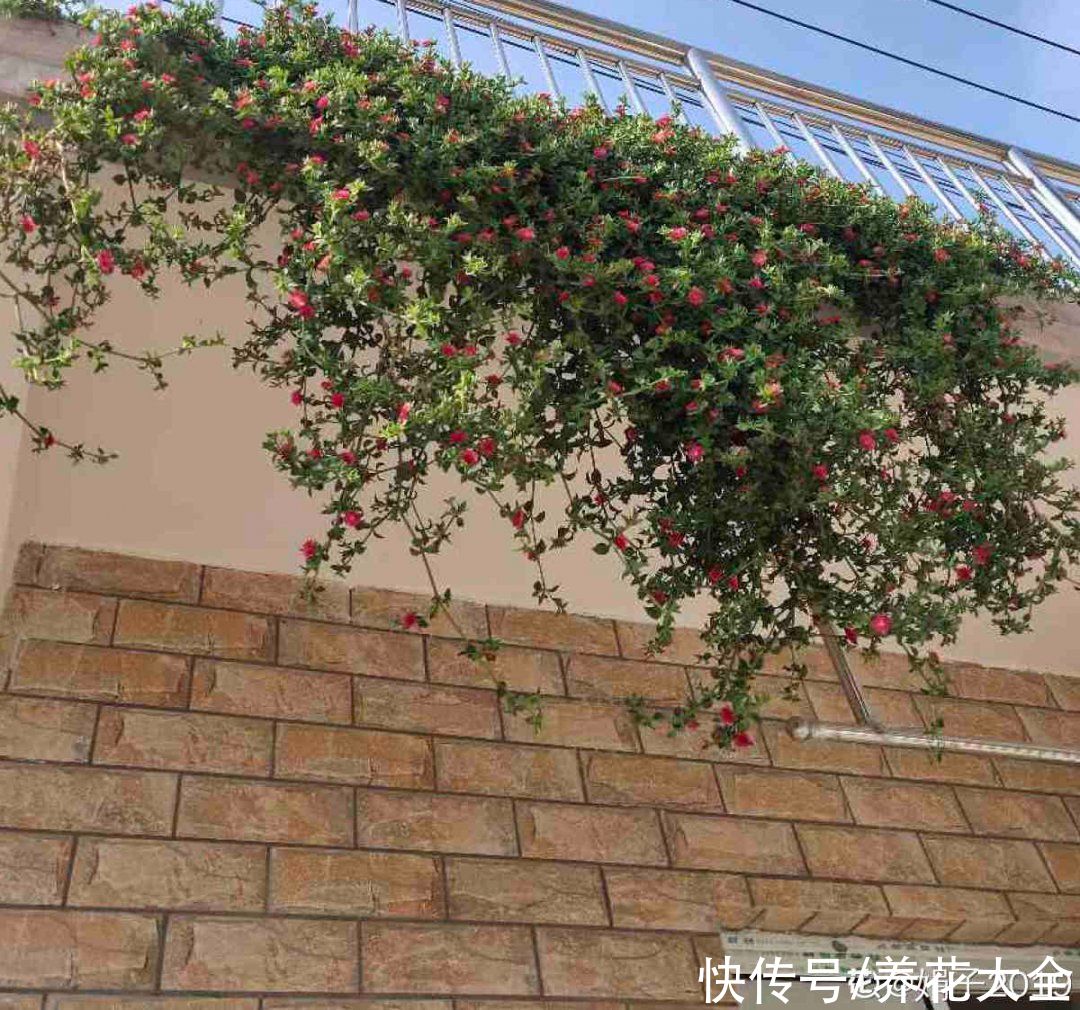 金银花|养到烦人的花，盆都不够用，扔掉还很心疼