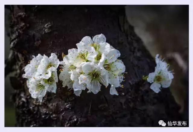 老年|春风拂面百花开 浦江“私藏”了整个春天