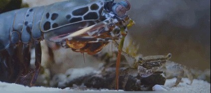 牛奶|含钙量比牛奶高10倍!随手一煎香炸天,口口高营养!