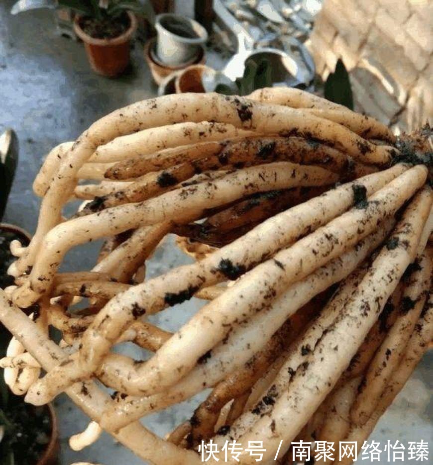 虎皮兰、君子兰、金钱树,用这1种方法,都能养爆盆