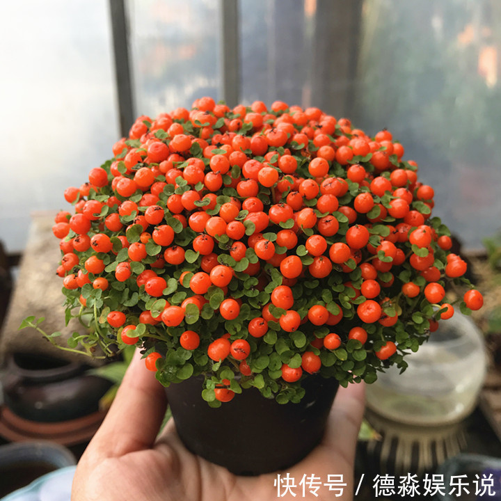 1种“花”，被称“花中玛瑙”，花大钱也买不到，养一盆值了