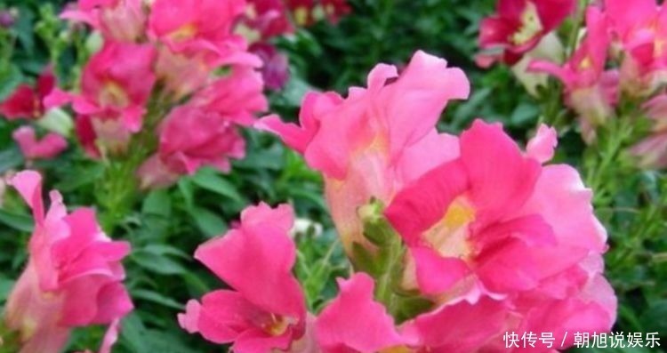 4种花家里养一盆,1个月就能开爆盆,冬季一样疯长不停