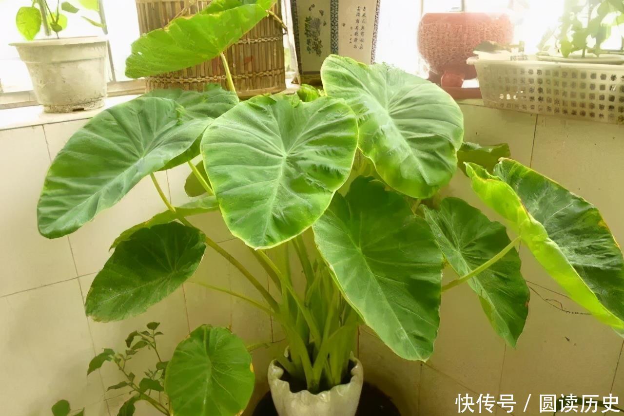 有些“网红花”,都带“毒性”,瞪大眼睛看清楚,别瞎买