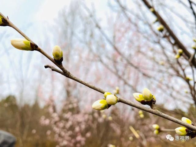 春花春雪春雨绝美春色，这样的易县，你见过吗？春分限定，速度