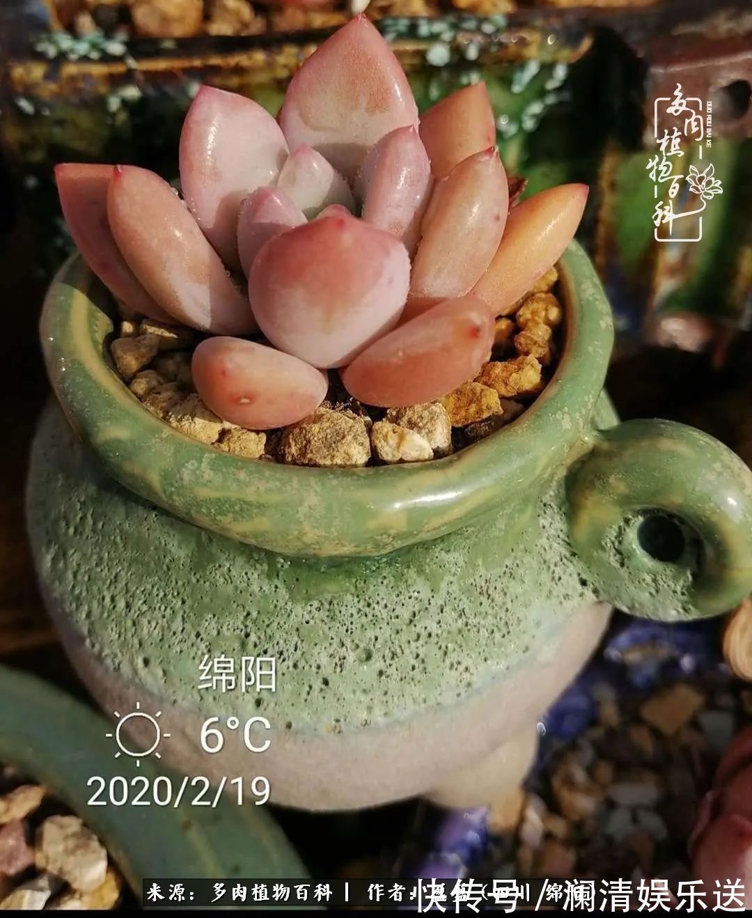 草木|一定要爱着点什么,恰是草木对光阴的柔情!