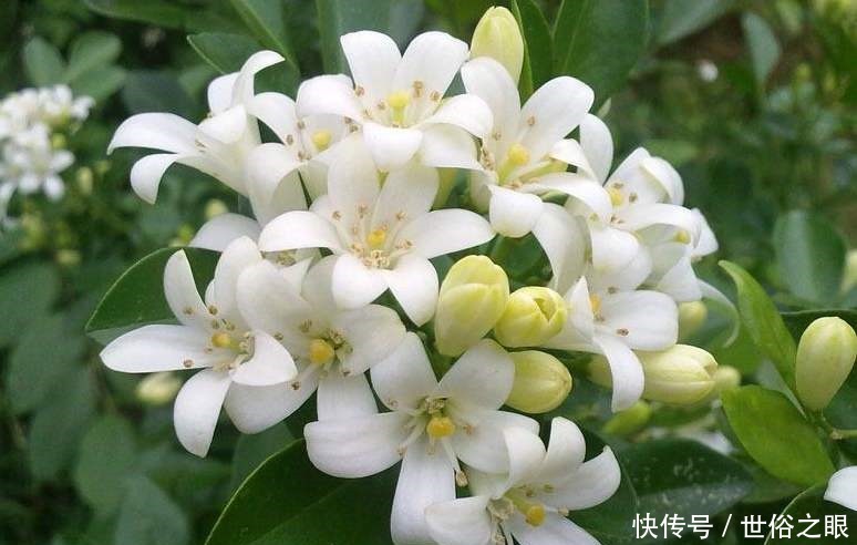 这四种花不能随意养！虽然外表好看，但实际上却是有毒的！