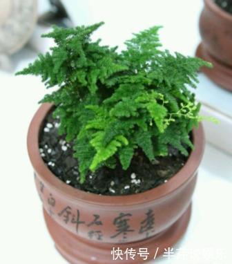 文竹的孪生兄弟“云竹”,这样区别养护,别受骗了