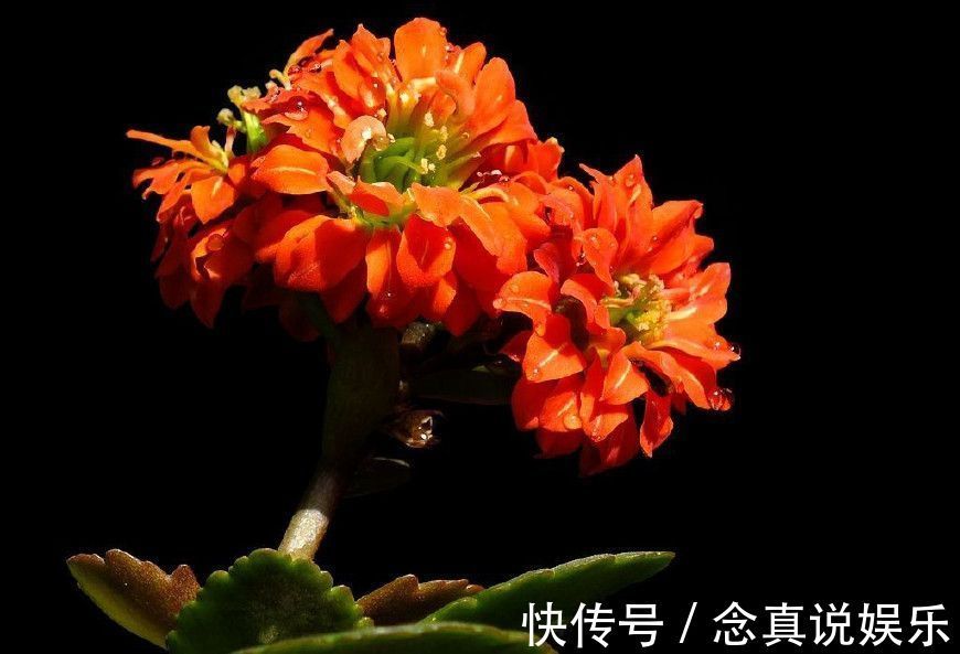 花色|丹麦盆栽花卉之冠圣诞伽蓝菜长寿花色丰富，理想的室内花卉
