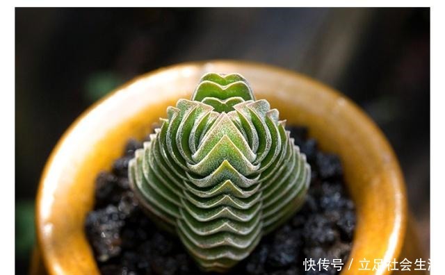 长相奇葩,多肉里的另类~!